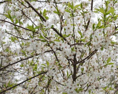 Baharda ağaçtaki beyaz çiçek