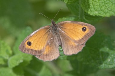 Gatekeeper kelebek makro detayı İngiliz koruluğunu kanatlandırdı