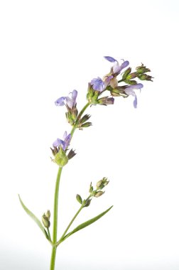 Geyik böceği yazın sonlarına doğru çürümüş ağaçlarda sürünüyor.