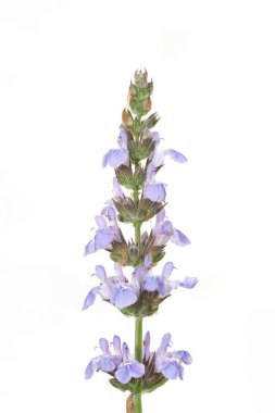 Geyik böceği yazın sonlarına doğru çürümüş ağaçlarda sürünüyor.