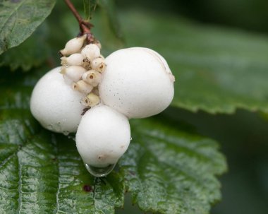Geyik böceği yazın sonlarına doğru çürümüş ağaçlarda sürünüyor.
