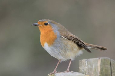 Bahar zamanı İngiliz kırsalında Robin Red Göğüs 