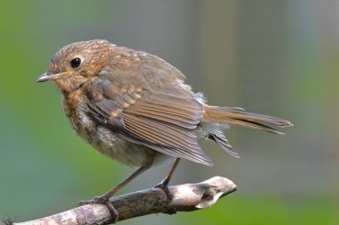 Mavi İngiliz ormanlarına tünemiş. 