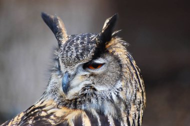 Başı dönen ve omzunun üstünden bakan kartal baykuş. 