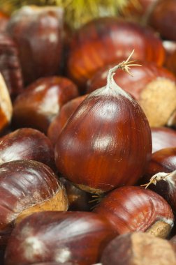 Yağlı, olgun kestaneler ateşte kızarmaya uygundur.