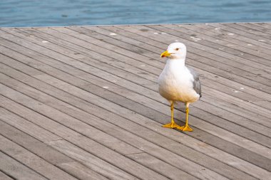 Suya yakın tahta bir kaldırımda duran bir martı..