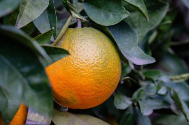 Yeşil yapraklarla çevrili bir ağaçta asılı olgun bir portakalın yakın çekimi..