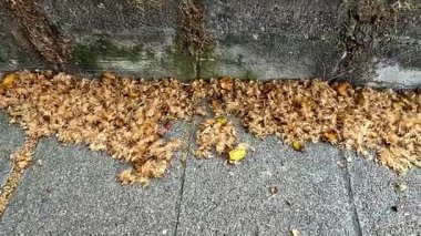 Taş duvarın yanındaki beton kaldırımda kurumuş yaprak ve tohumlar yığını..