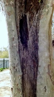 Tüylü beyaz bulutlarla dolu parlak mavi bir gökyüzü. Altında yeşillik ve kısmen görülebilir bir bina yapısı var..