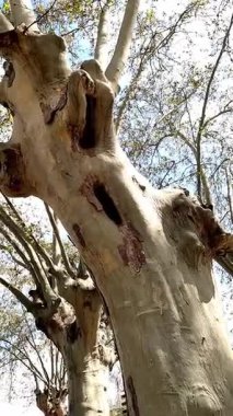 Tüylü beyaz bulutlarla dolu parlak mavi bir gökyüzü. Altında yeşillik ve kısmen görülebilir bir bina yapısı var..