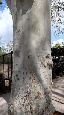 Tüylü beyaz bulutlarla dolu parlak mavi bir gökyüzü. Altında yeşillik ve kısmen görülebilir bir bina yapısı var..