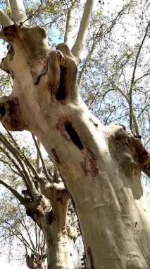 Tüylü beyaz bulutlarla dolu parlak mavi bir gökyüzü. Altında yeşillik ve kısmen görülebilir bir bina yapısı var..