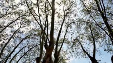 Tüylü beyaz bulutlarla dolu parlak mavi bir gökyüzü. Altında yeşillik ve kısmen görülebilir bir bina yapısı var..