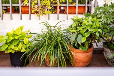 Güneşli, rahat bir balkonda Saksıda Süslü Bitkiler