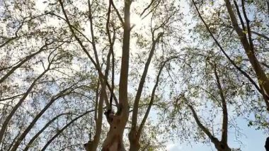 Yaprakların arasından süzülen parlak güneş ışığı olan yüksek ağaçların arasından yukarıya bakan sakin ve huzurlu bir atmosfer yaratıyor..