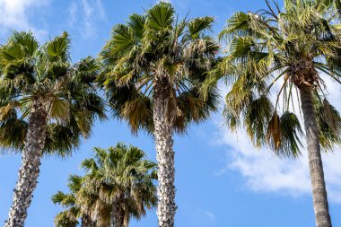 Palmiye ağaçlarının doğal güzelliği berrak mavi gökyüzünün dinginliğine zıt düşüyor. Desenli arkaplan