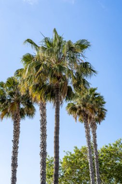 Yükselen palmiye ağaçlarının berrak gökyüzüne uzanması tropikal ve huzurlu bir duyguyu çağrıştırıyor..