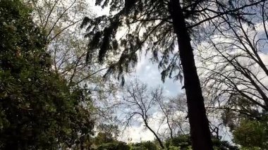 Dağınık bulutlu parlak bir gökyüzüne karşı uzun ağaçların silueti..