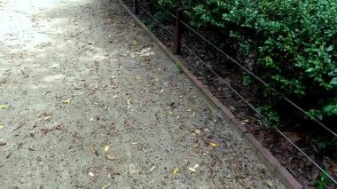 Bahçenin kenarındaki kuru yapraklarla kaplı toprak bir yolda etrafı kırmızı karınca sürüsüyle çevrili taze hayvan dışkıları sahiplerinin sorumsuzluğu, insan ihmalkarlığı.