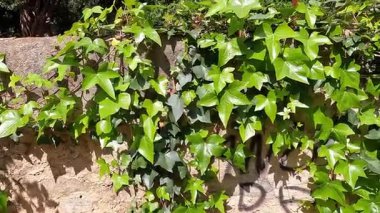 Canlı sarmaşık yapraklarıyla kaplı yemyeşil bir duvar, çeşitli şekil ve boyutlarda. Arka planda desenli taş bir duvar var. Yapraklar tarafından kısmen gizlenmiş..