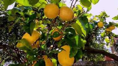 Parlak güneş ışığı altında yemyeşil yaprakların arasında sallanan limon dolu bir limon ağacının yakın görüntüsü..