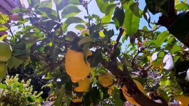 Yaprakların arasından süzülen güneş ışığıyla bir ağaç dalına asılı olgun bir limonu yakından çek..