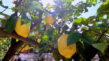 Olgun sarı limonlarla dolu canlı bir limon ağacı ve parlak mavi gökyüzünün altında yemyeşil yapraklar. Güneş ışığı dalların arasından süzülerek sıcak ve davetkar bir atmosfer yaratır..
