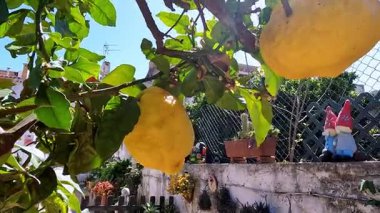 Arka planda bahçe cücesi ve güneş ışığı olan bir ağaçtan sarkan limonlar..