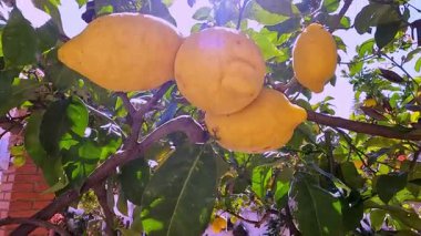 Arka planda bahçe cücesi ve güneş ışığı olan bir ağaçtan sarkan limonlar..