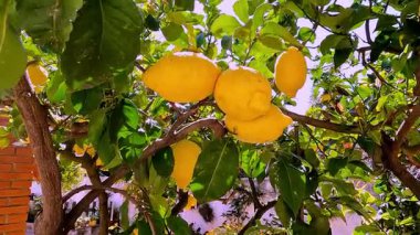 Arka planda bahçe cücesi ve güneş ışığı olan bir ağaçtan sarkan limonlar..