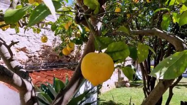 Olgun limonlu limon ağacı açık mavi gökyüzüne karşı.