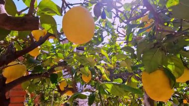 Yaprakların arasından süzülen güneş ışığıyla bir ağaç dalına asılı olgun bir limonu yakından çek..