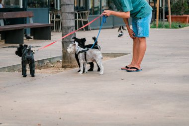 Şehir parkında üç küçük köpeğin tasmasını tutan biri.