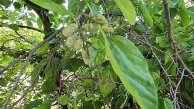 Barselona, İspanya-22 Haziran 2025. Sanatçı, bobbin danteli, ahşap korse ve açık hava sanatları fuarında bir yastık kullanıyor.