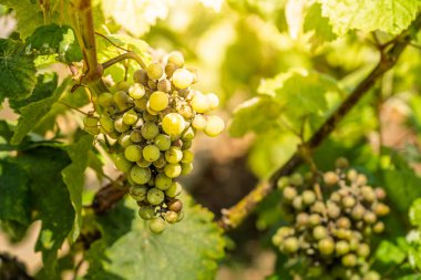 Yeşil şarap üzümleri, güzel bir güneş ışığı ve yapraklı arka planda yetişiyor..