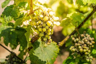 Yeşil şarap üzümleri, güzel bir güneş ışığı ve yapraklı arka planda yetişiyor..