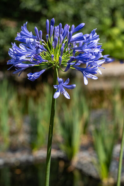 Close-up of a single African Lily flower with a soft-focus water background in a sunlit garden.