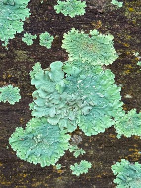 Bir ağaç dalındaki yeşil zambaklara yakın çekim.