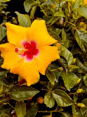  A close-up shot of a bright yellow hibiscus flower with a red center, surrounded by lush green foliage. The vivid colors create a stunning contrast, capturing the beauty of nature.