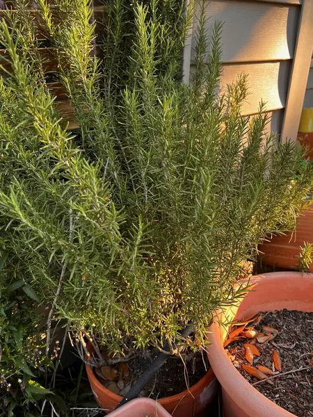 Terracotta tenceresinde büyüyen canlı bir biberiye bitkisi, yan tarafından hafif ışıklandırmayla yakalanmış. Bitkinin yeşil yaprakları arka plandaki sıcak, altın ışığa karşı duruyor ve sağlıklı büyümesini gösteriyor..