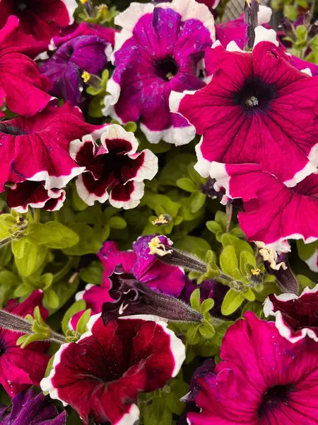 Bahçedeki güzel renkli tuni çiçekleri