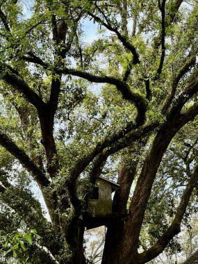 Ormandaki küçük bir ağaç evin güzel manzarası.