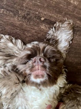 Şirin bir köpeğin portresi.