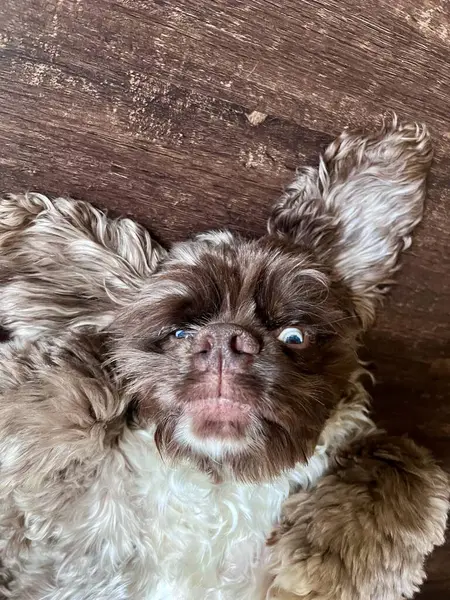 Şirin bir köpek rahat bir ifadeyle sırt üstü uzanıyor tüylü kürkünü ve şakacı doğasını sergiliyor. Görüntü, bu tüylü arkadaşın huzurlu ve rahat tarafını yakalıyor..