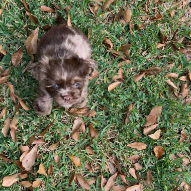 Düşen yapraklarla çevrili çimenlerin üzerinde mavi gözlü küçük, sevimli bir köpek yavrusu yatıyor. Oyuncu küçük köpek dışarıda vakit geçirmeyi seviyor. Genç bir evcil hayvanın masumiyetini ve merakını yakalıyor..