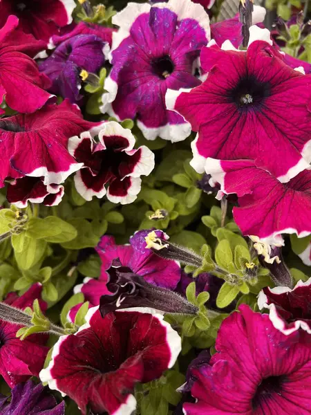 Bahçedeki güzel çiçekler