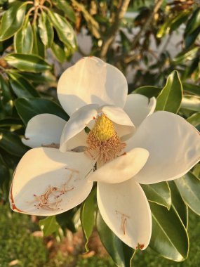 Güzel botanik fotoğrafı, doğal duvar kağıdı.