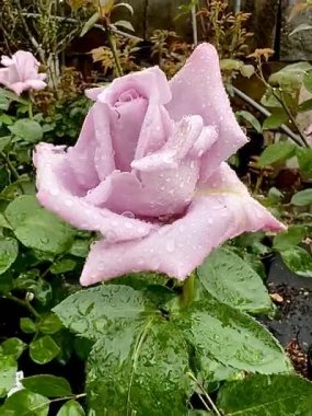 # Güzel pembe gül yağmur fırtınasında bahçede #