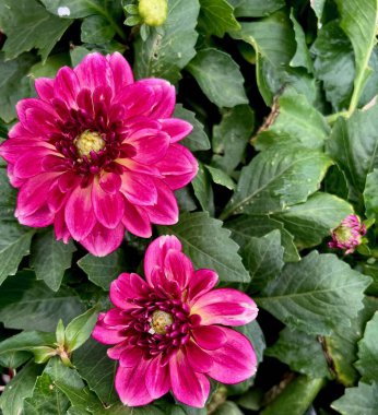 Kremsi beyaz merkezlerle çarpıcı pembe yıldız çiçekleri koyu yeşil yaprakların arasında parlıyor. Renkli ve detaylı bir yakın plan bahçe, çiçek ya da botanik temalı tasarımlar için mükemmel..