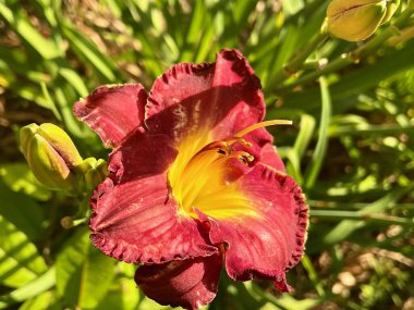 Güzel çiçekler, çiçek konsepti